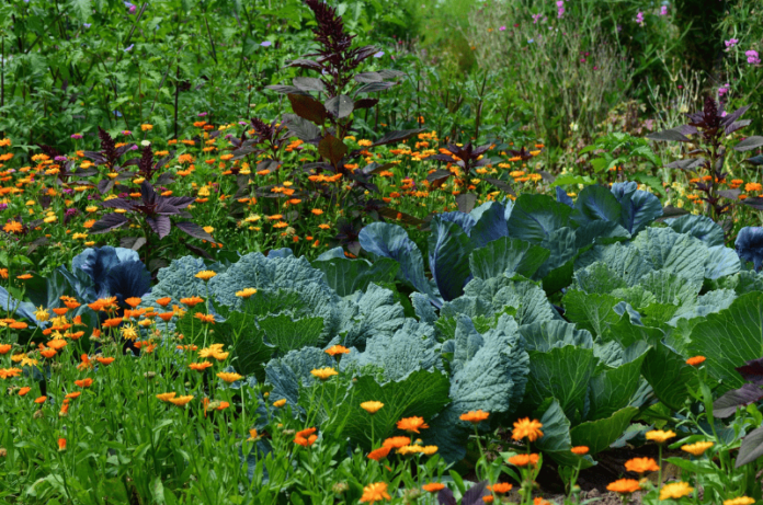 10 Fastest-Growing Vegetables