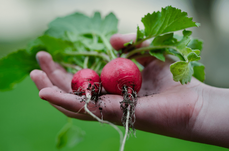 Best vegetables to start the vegetable gardening for beginners