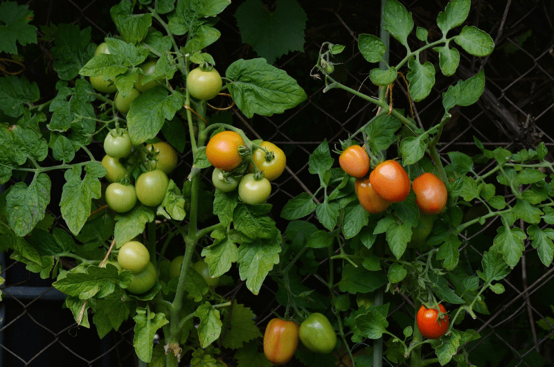 Essential steps to gardening for starting a Vegetable Garden for beginners