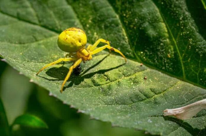 Homemade Insecticidal Soap Recipe To kill harmful Aphids and pests