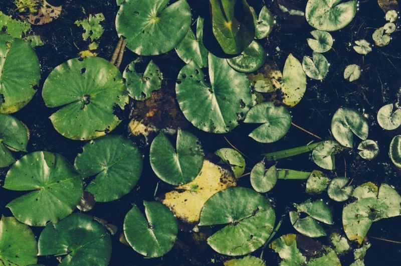 5 Plants That Grow In Water Only Without A Hydroponic System Delhi Dudes   Plants That Grow In Water Only 