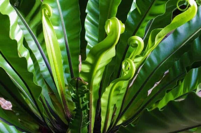 Crocodile Fern Care Tips