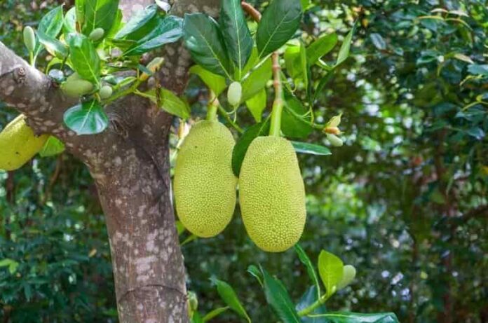 Health Benefits of Jackfruit