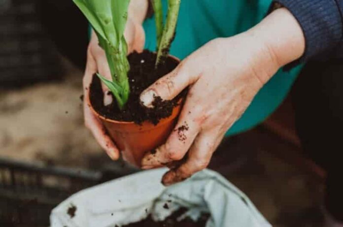 How To Fertilize a Garden Cheaply