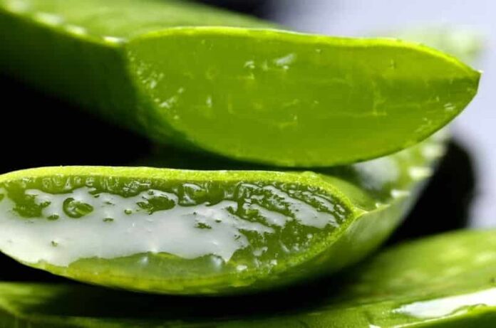 How to treat your sunburn with a fresh Aloe Vera plant to make it heal