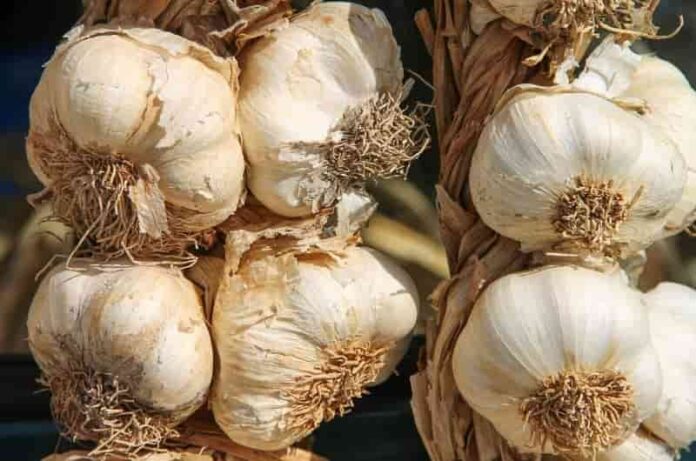 Proven Health Benefits of Garlic