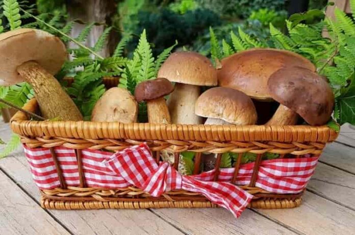 A guide to keeping the mushroom fresh and healthy