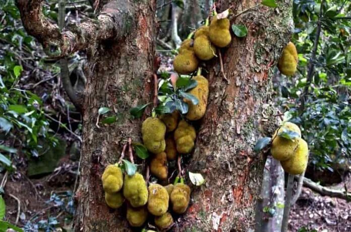 Health Benefits Of Jackfruit