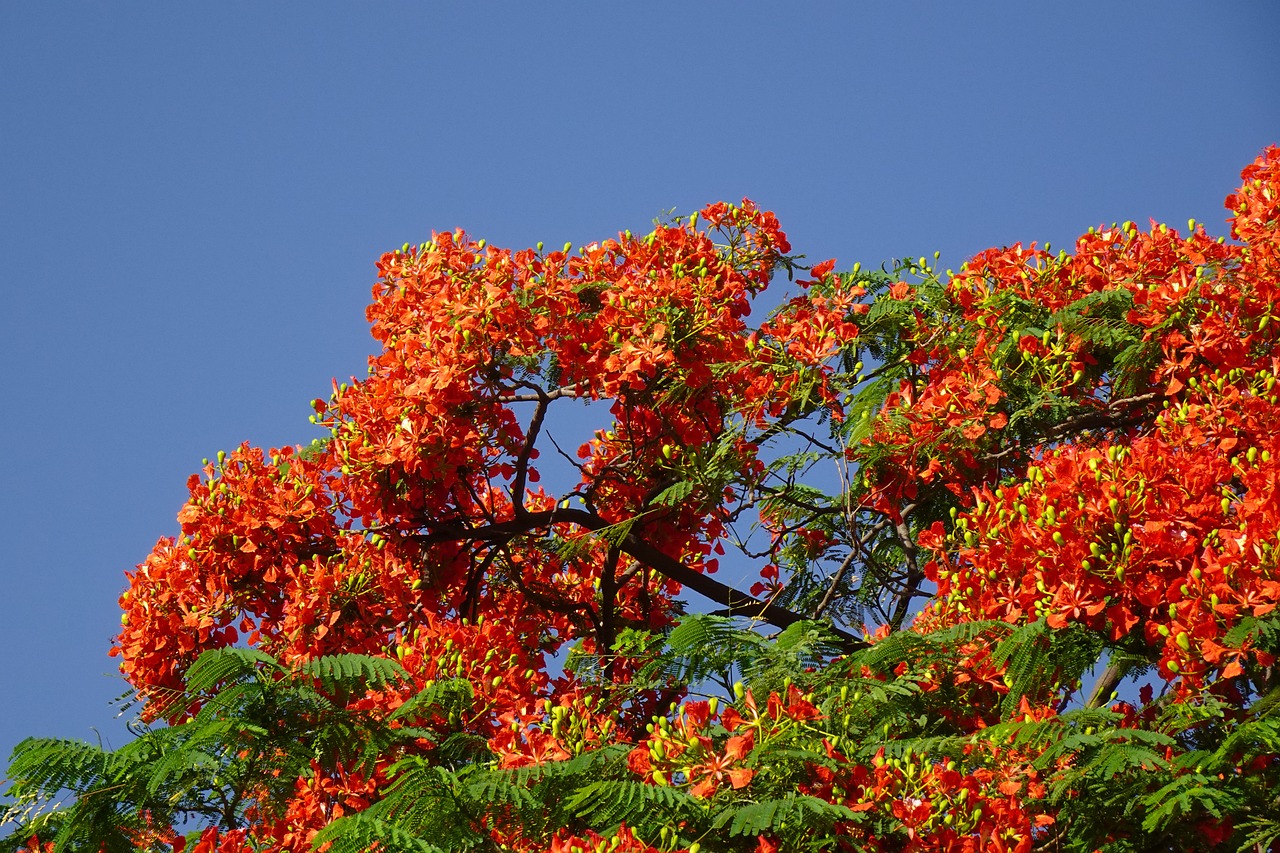 Gulmohar