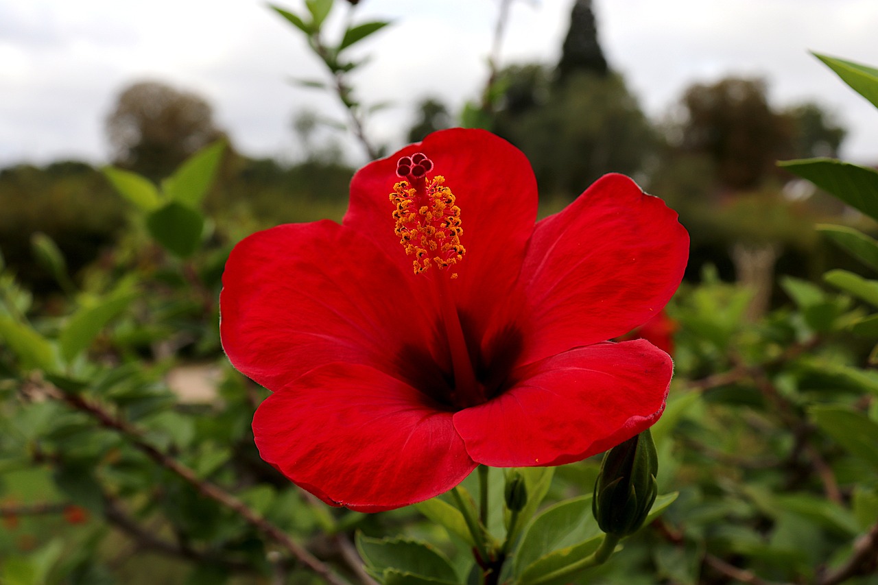 Hibiscus