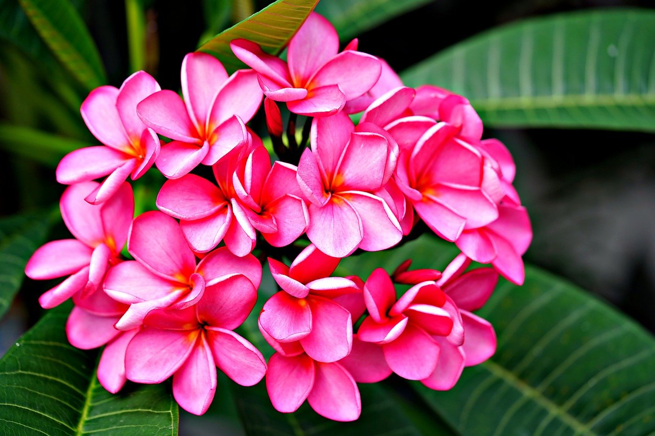 Plumeria