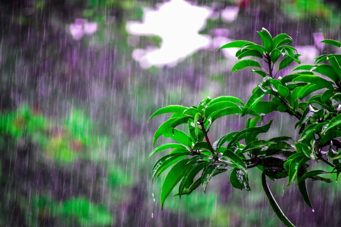 Monsoon Beauties to Plant during this Rainy Season