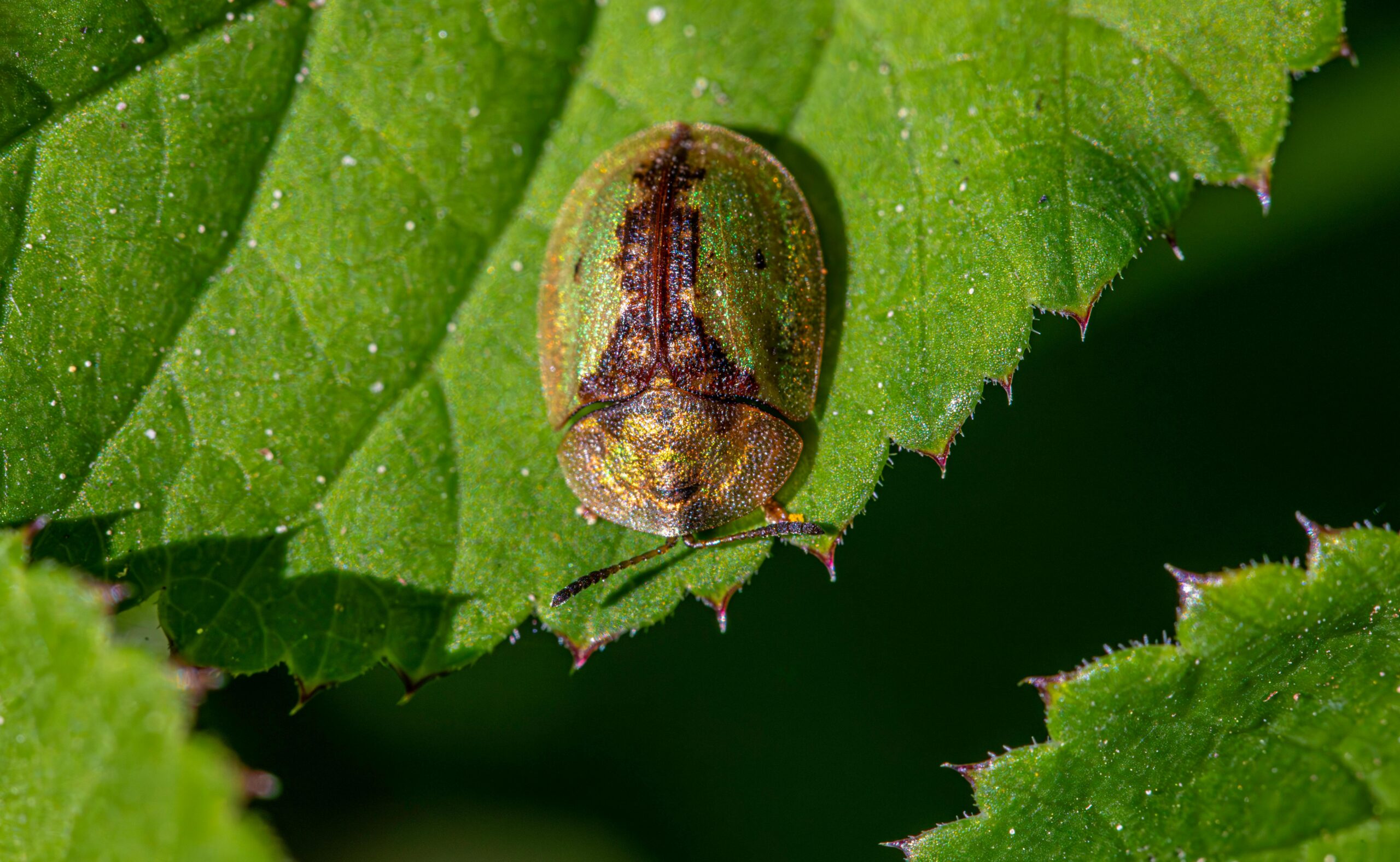 Fungal Diseases