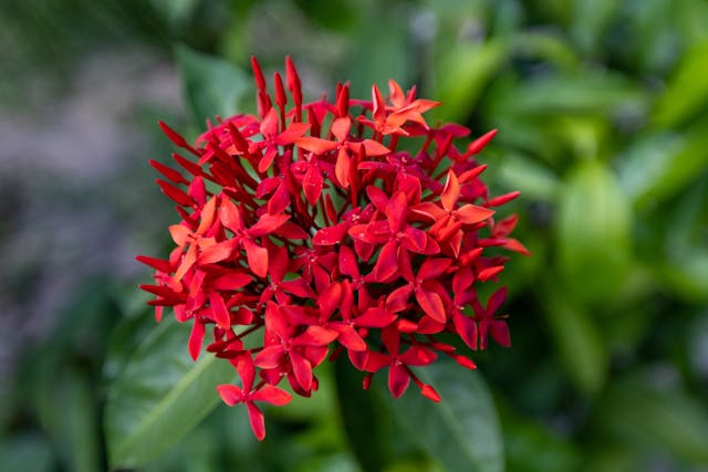 Ixora