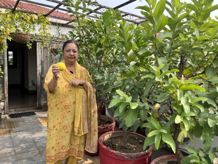 Grafted Fruit Plants