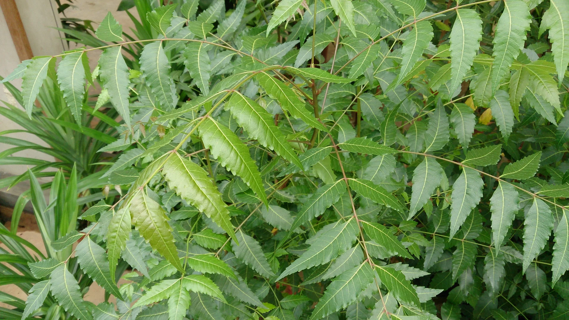 neem