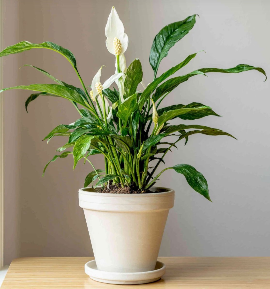 Peace Lily