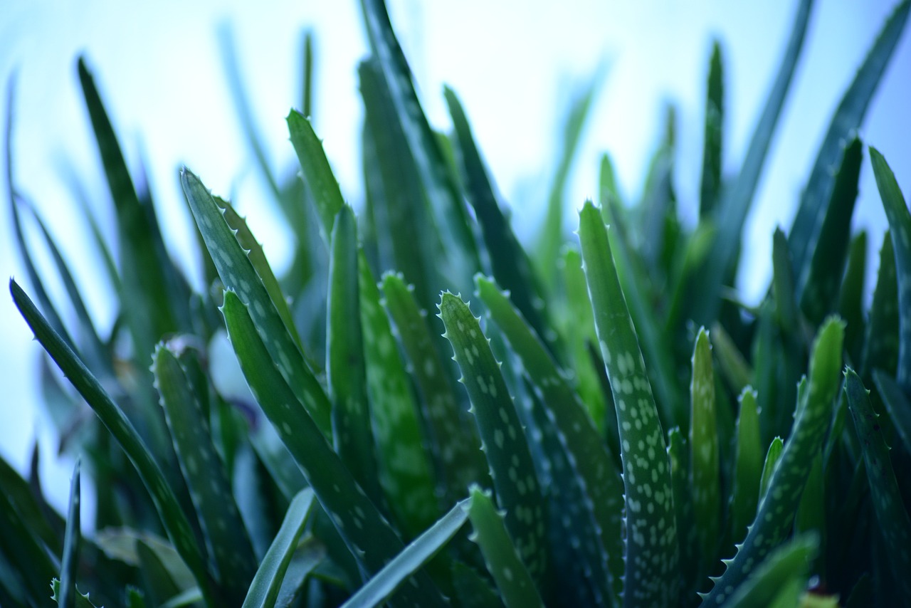 Aloe Vera Plant in Monsoon 3