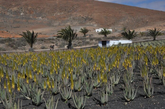 Aloe Vera Plant in Monsoon