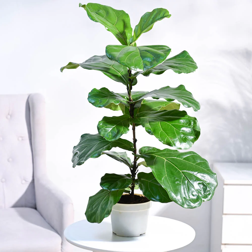 Fiddle Leaf Fig 