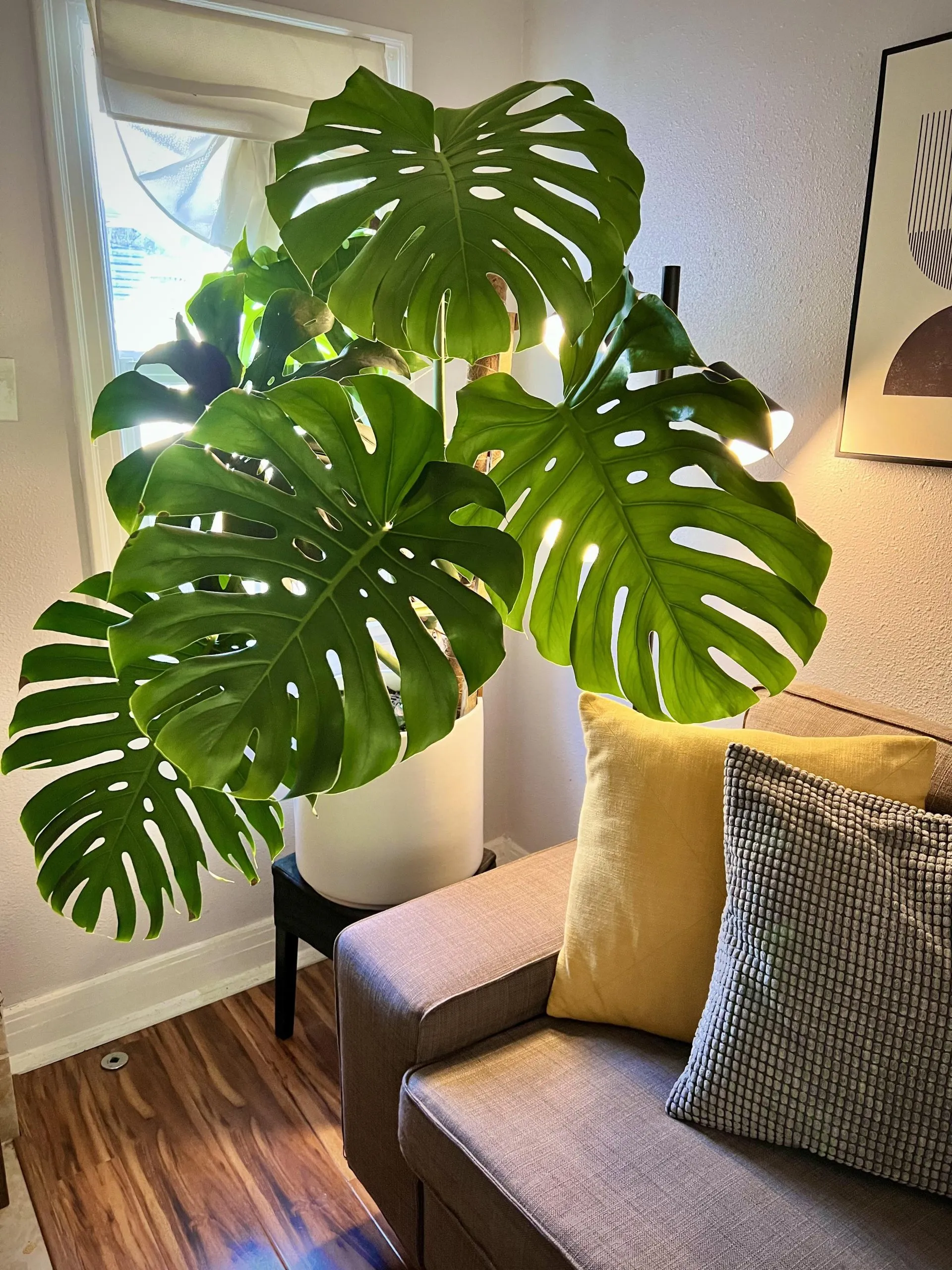 monstera