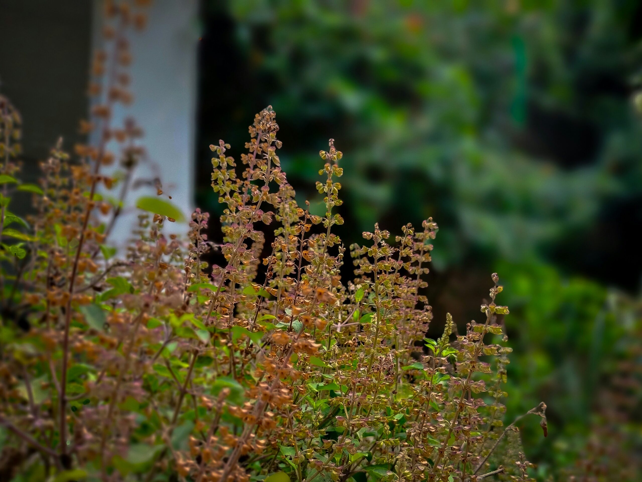 Tulsi Plants