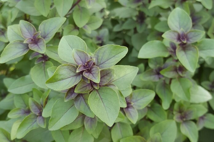 tulsi plants