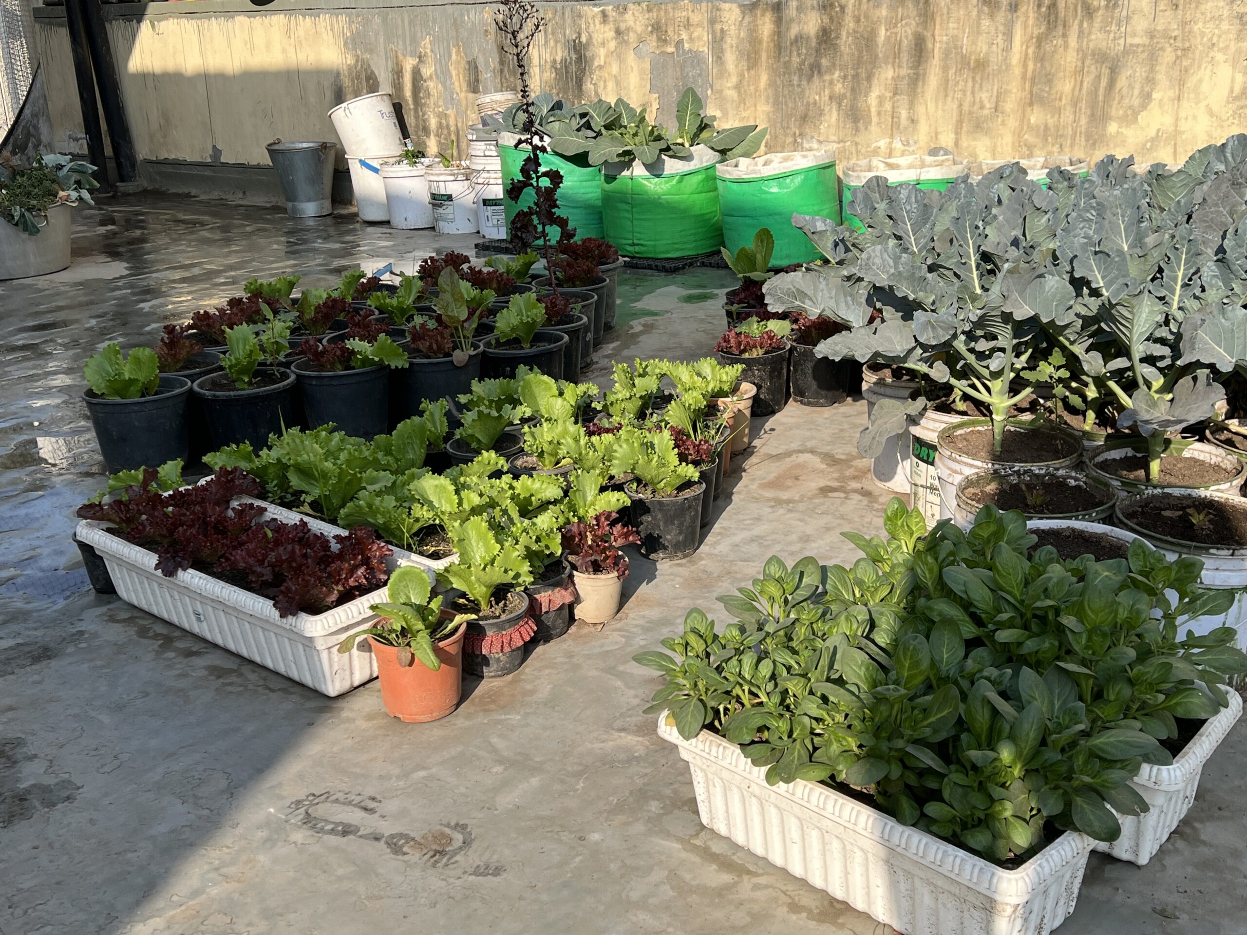  Organic Kitchen Garden