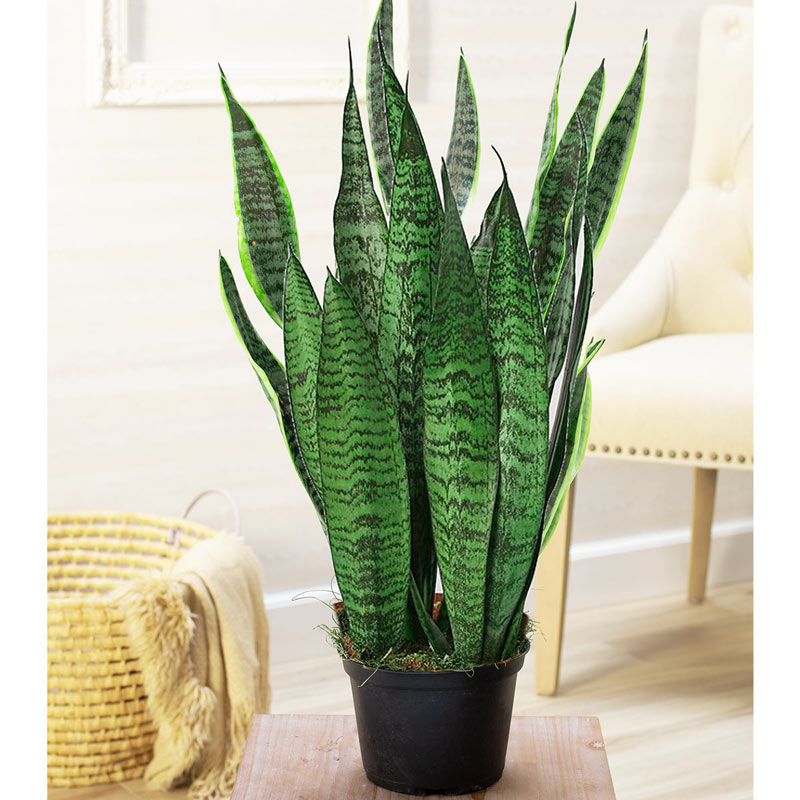 snake plants