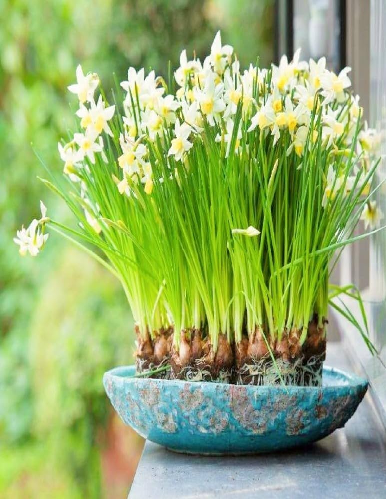 flowering bulbs