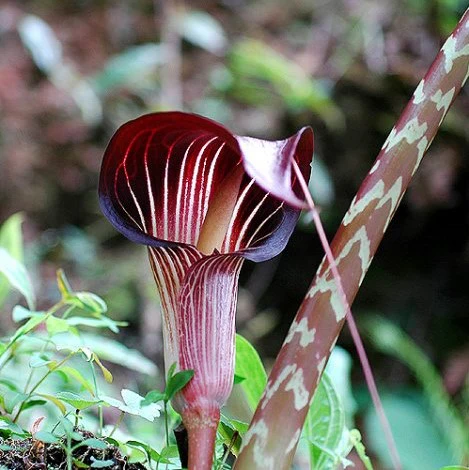 flowering bulbs