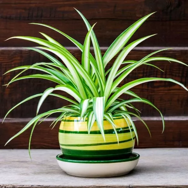 spider plants