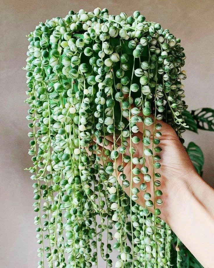 String of Pearls