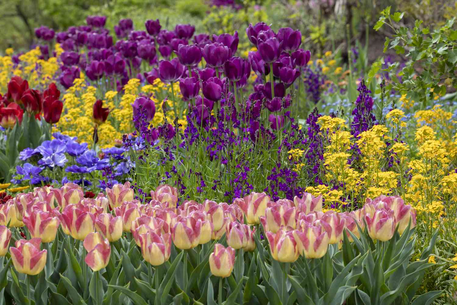 flowering bulbs