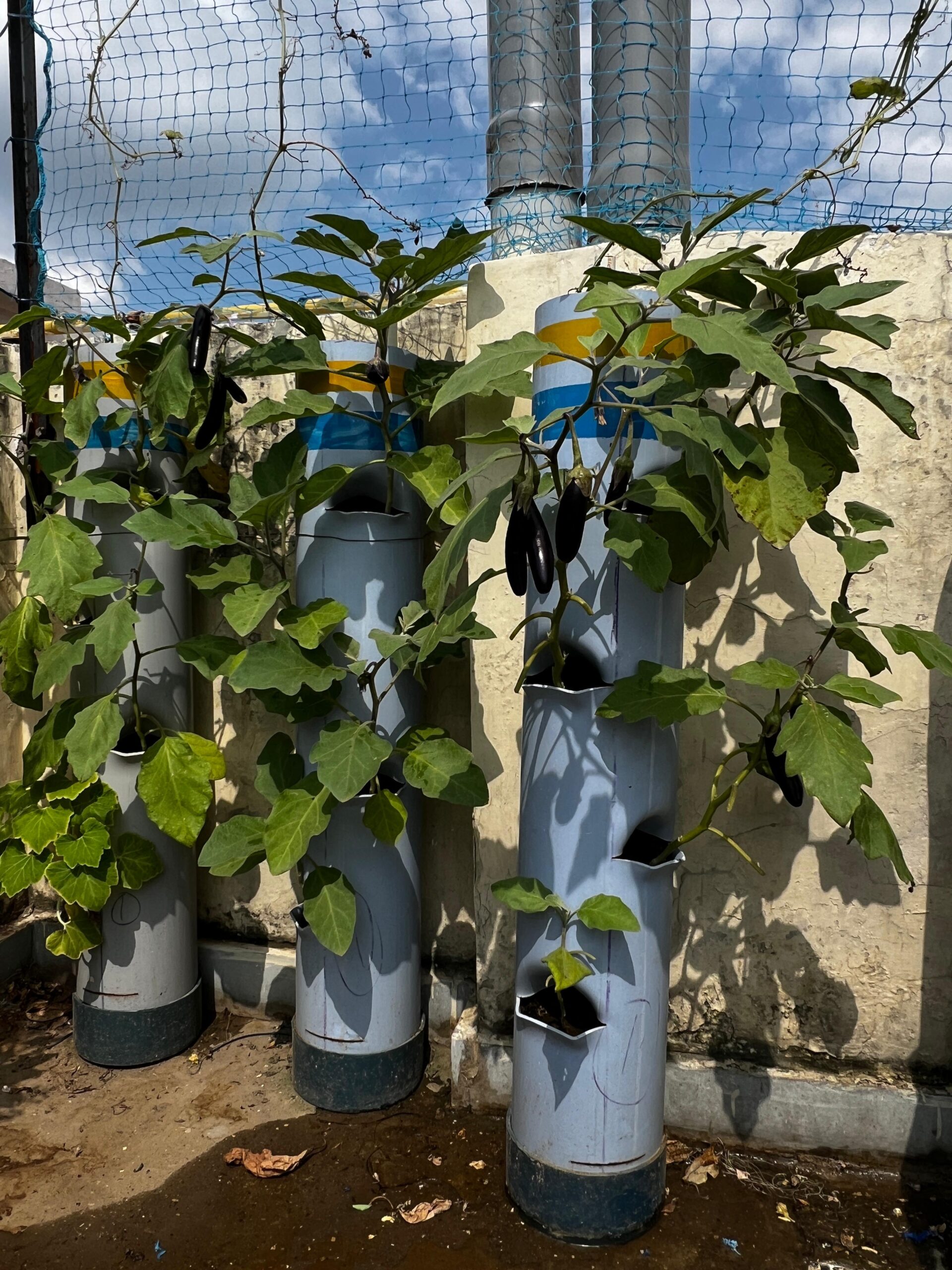 PVC PIPE terrace garden