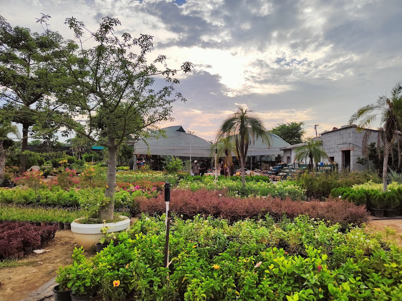 Green Heaven Plantscape